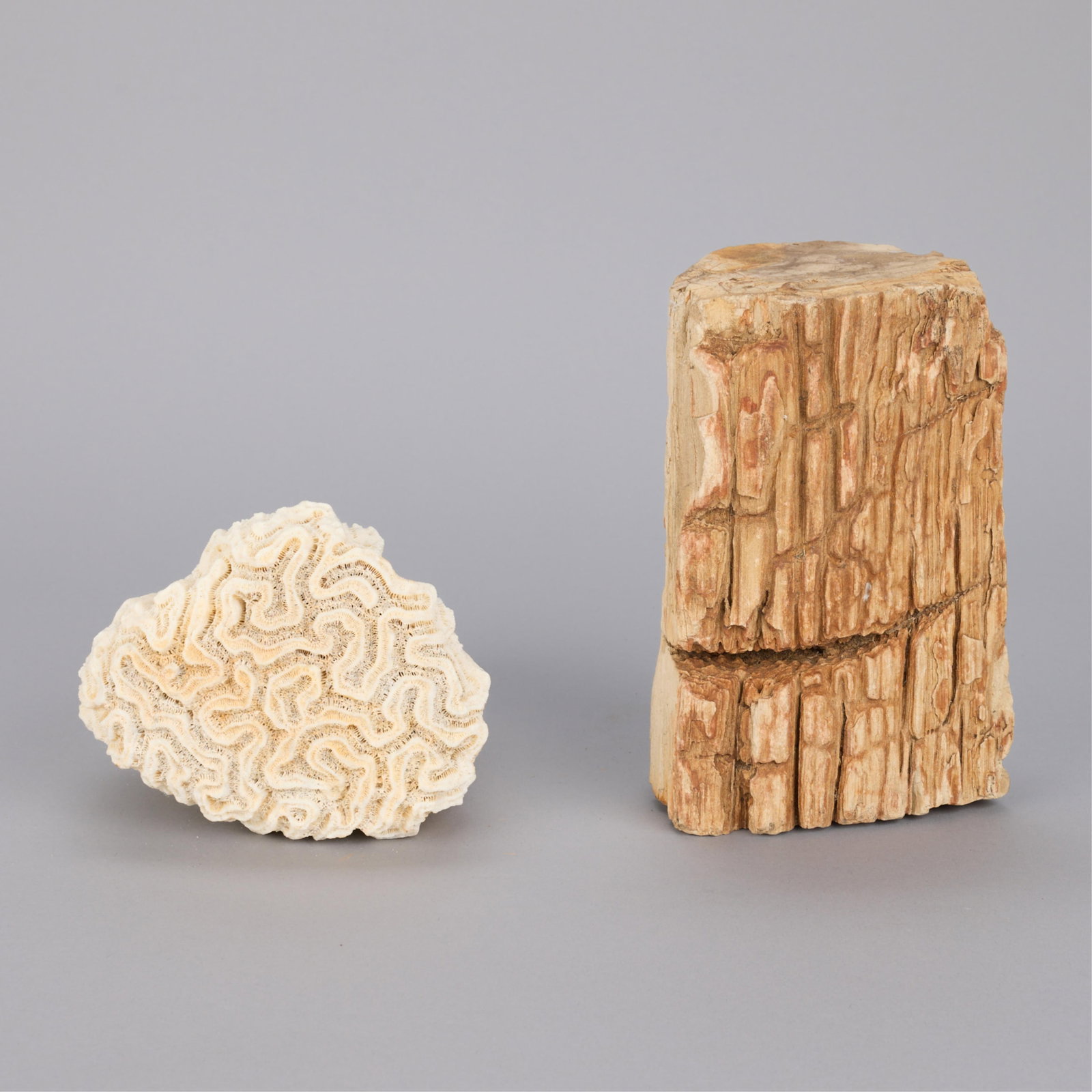 2 Specimens: Brain Coral and Petrified Wood w/ Bark: Group of two specimens, including a segment of natural fossilized "brain coral" and a segment of petrified wood. (Each, approximately) Height: 4 in x width: 4 1/2 in x depth: 7 in.