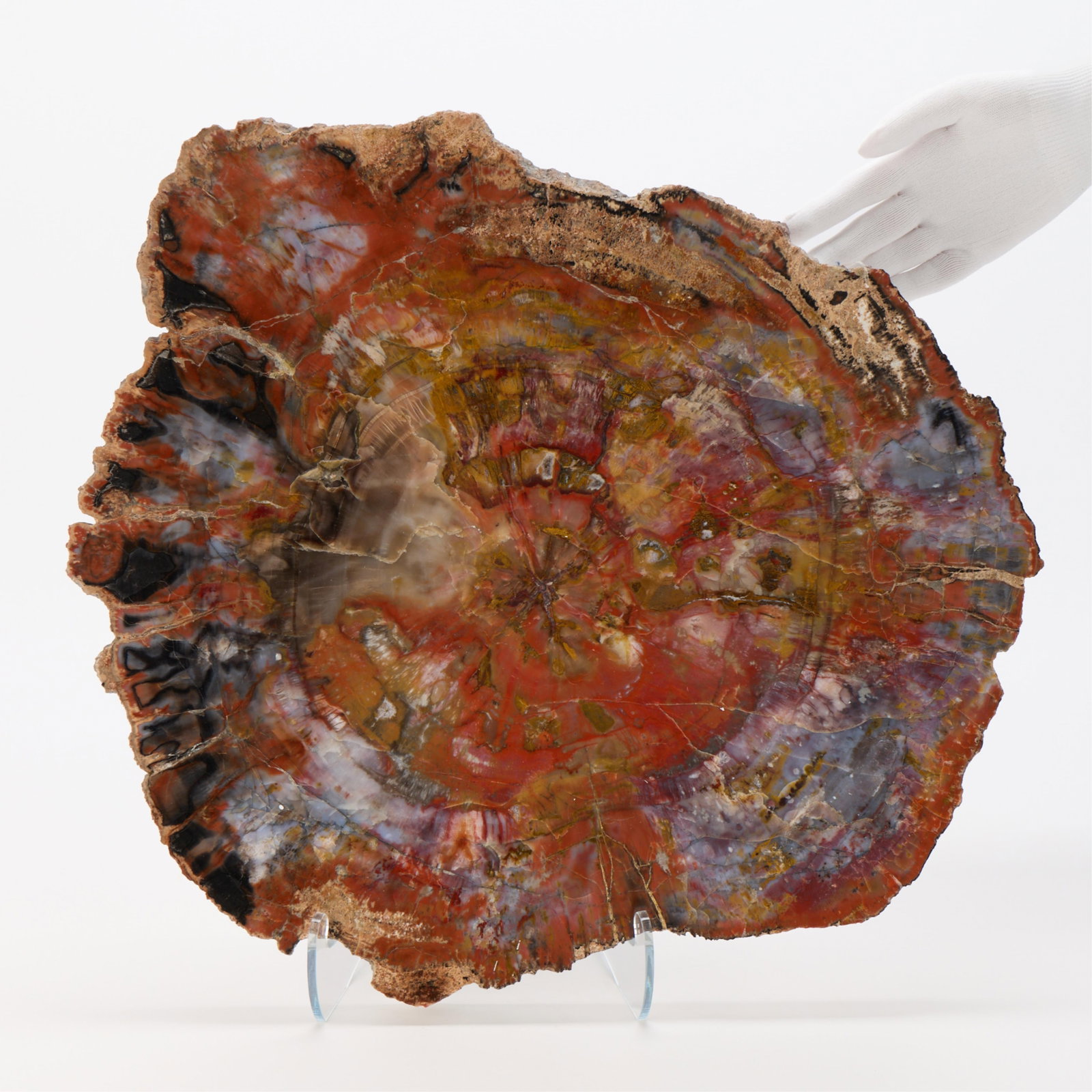 Large Slice of Rainbow Petrified Wood (1 of 5)
