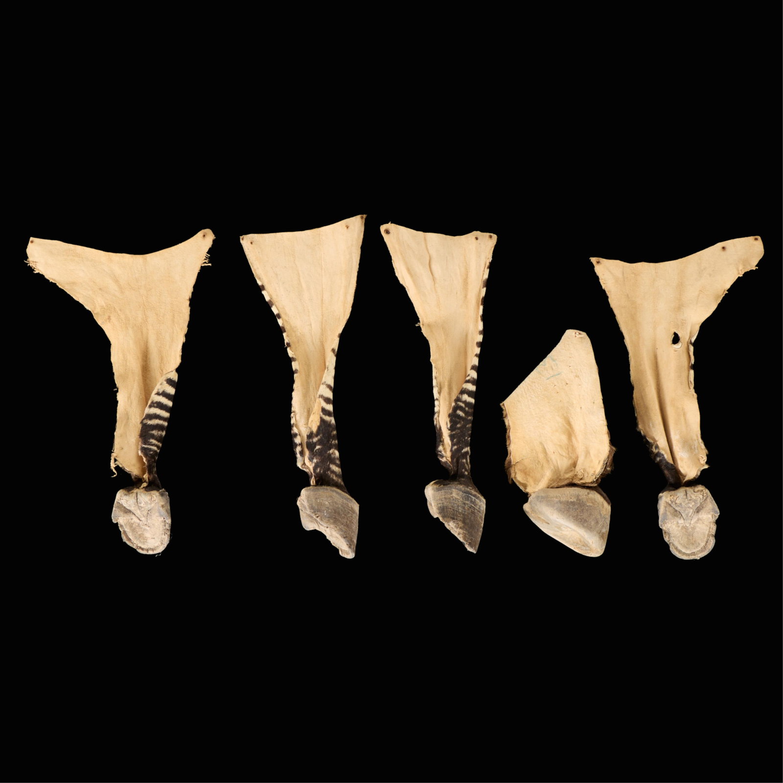 5 Zebra Hooves - 2