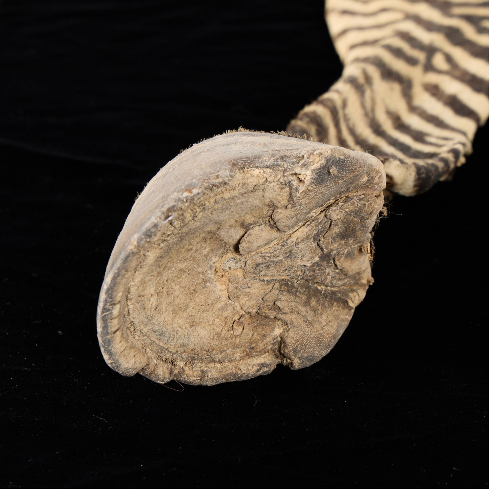 5 Zebra Hooves - 3