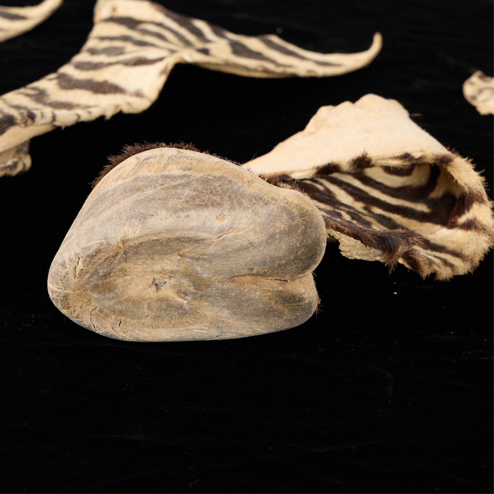5 Zebra Hooves - 4