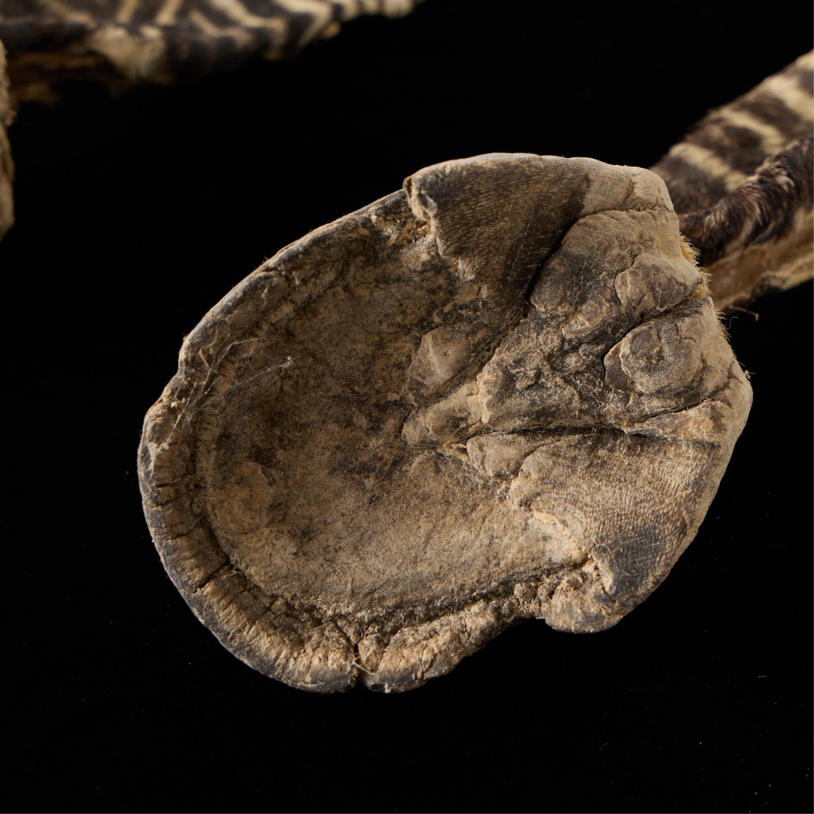 5 Zebra Hooves - 5