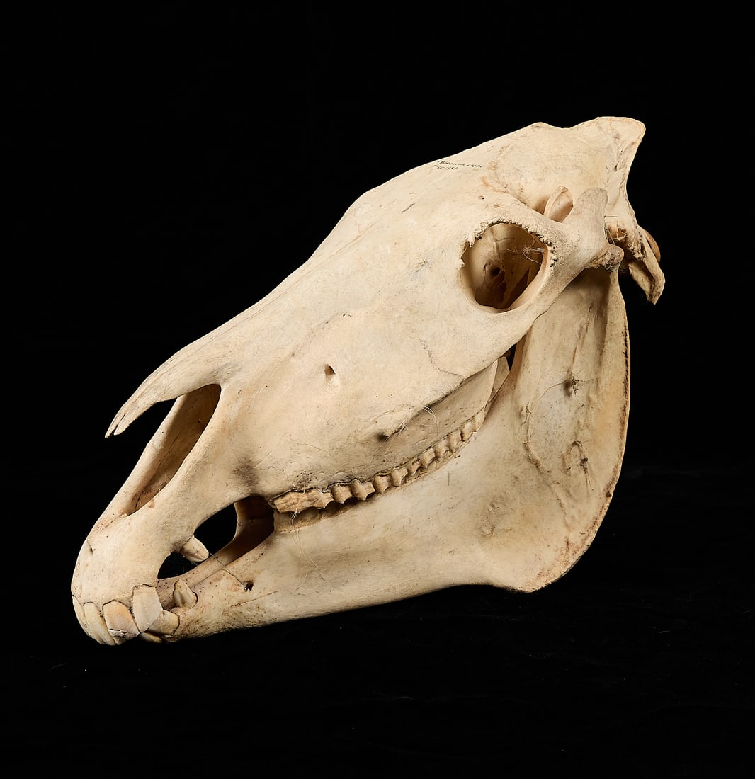 Burchell's Plains Zebra Skull (1 of 4)
