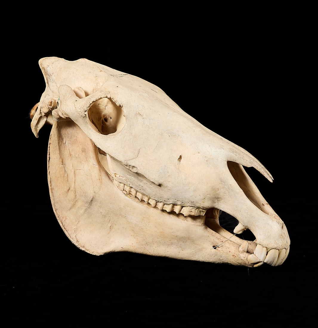 Burchell's Plains Zebra Skull - 2