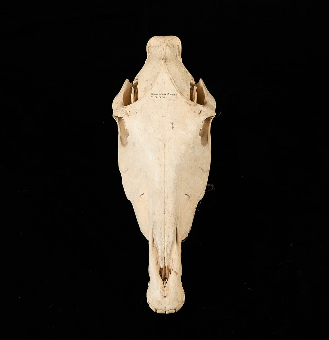 Burchell's Plains Zebra Skull - 3
