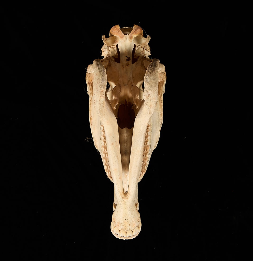Burchell's Plains Zebra Skull - 4