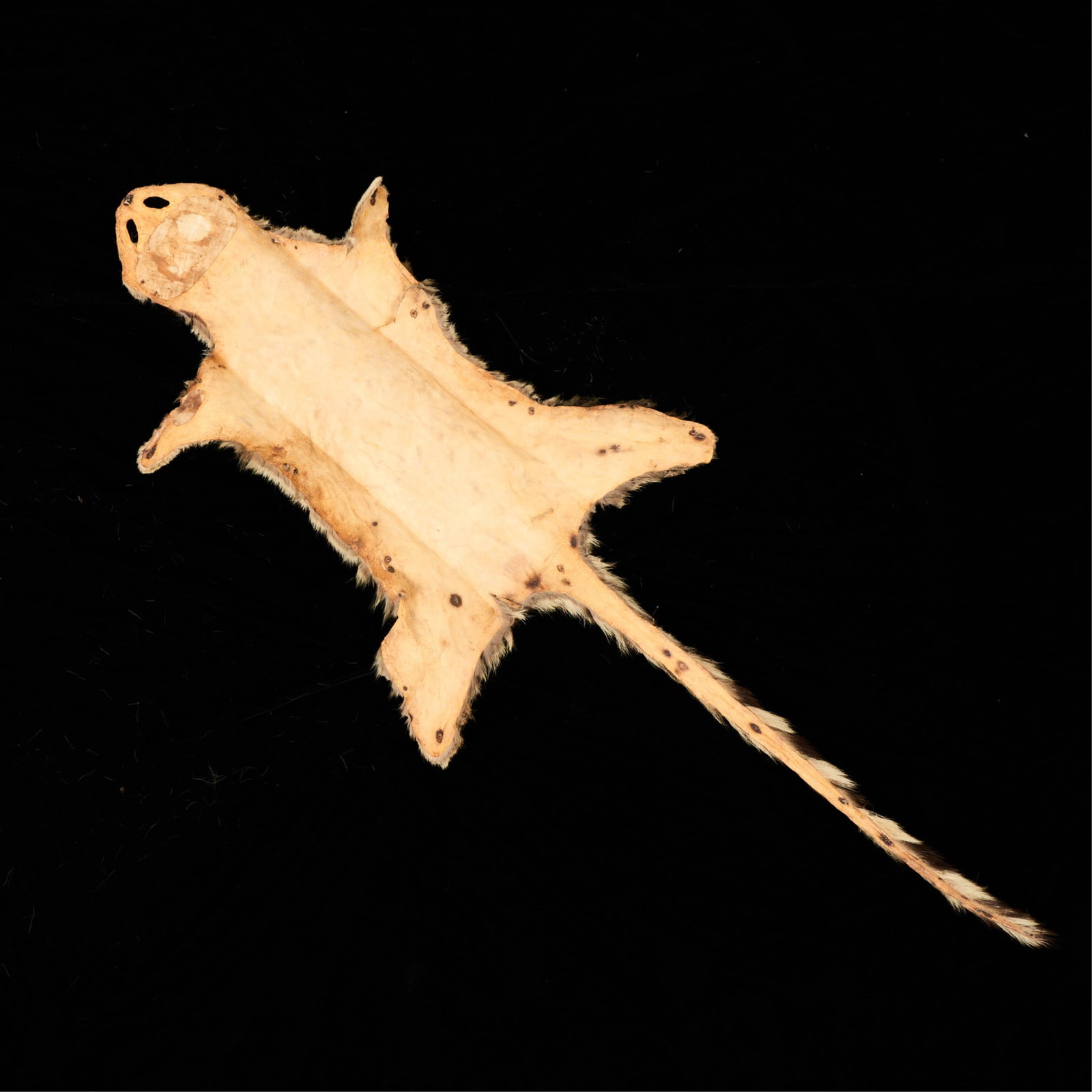 Genet Pelt - 2
