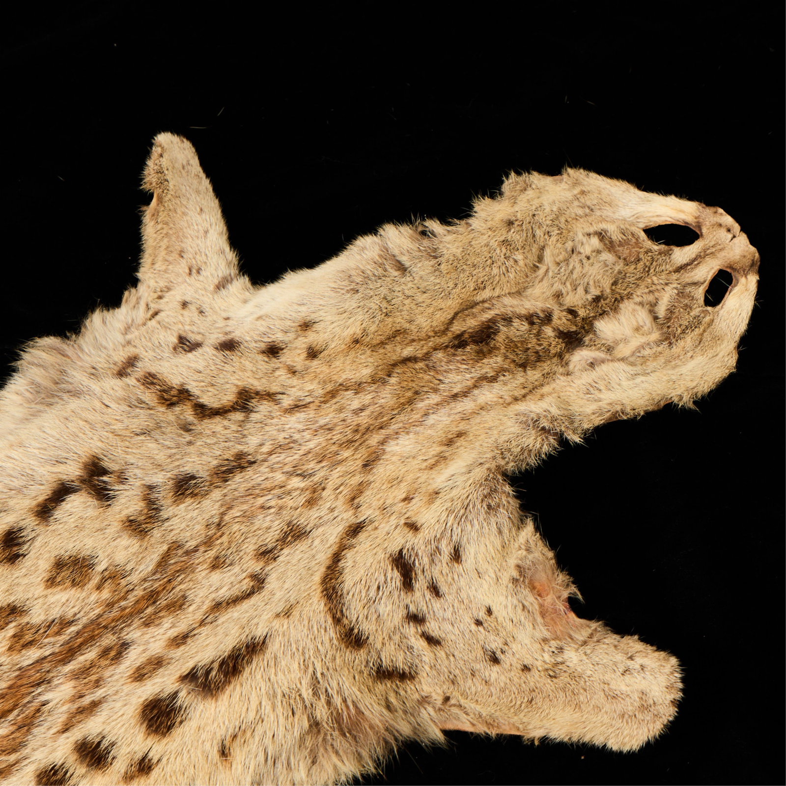 Genet Pelt - 3