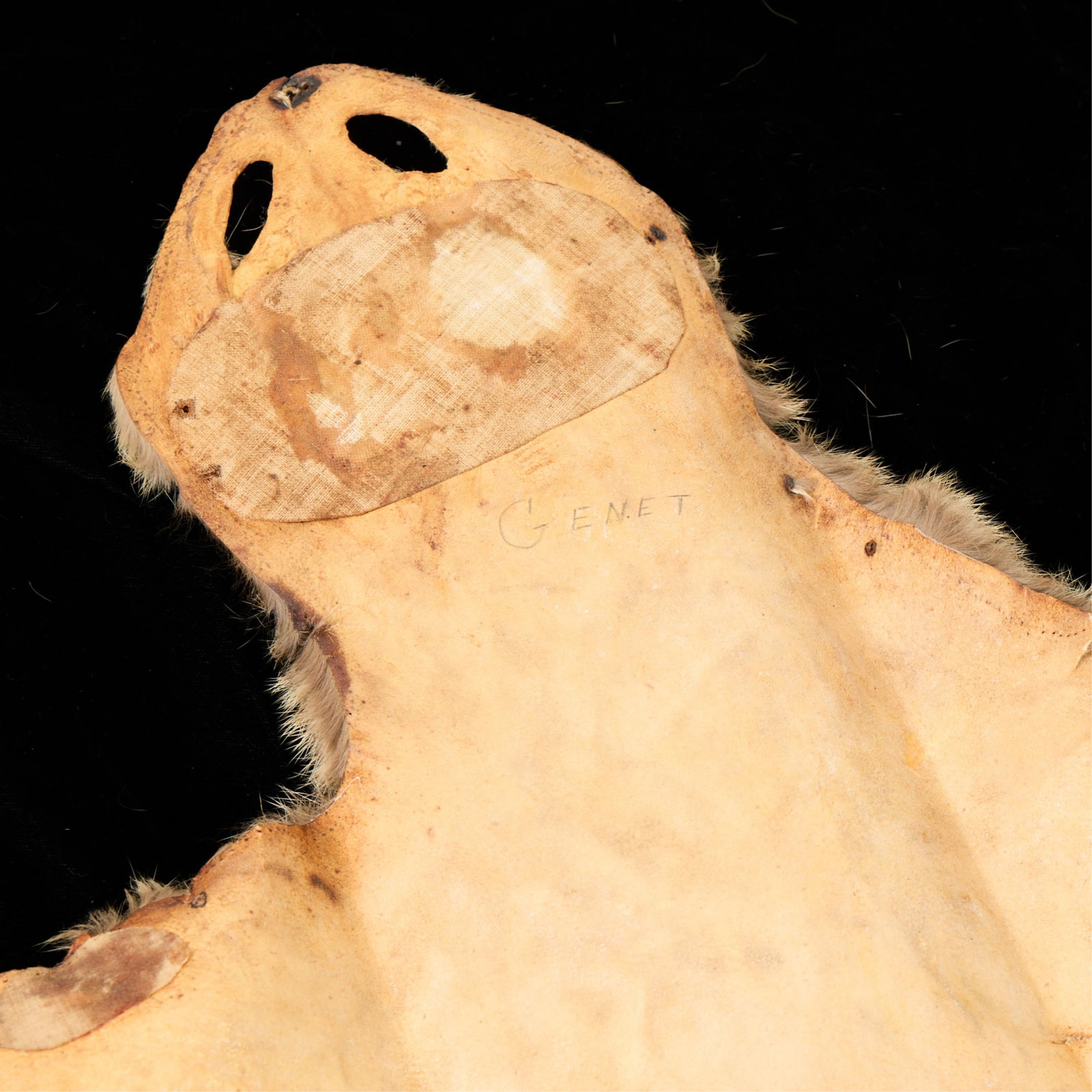 Genet Pelt - 4