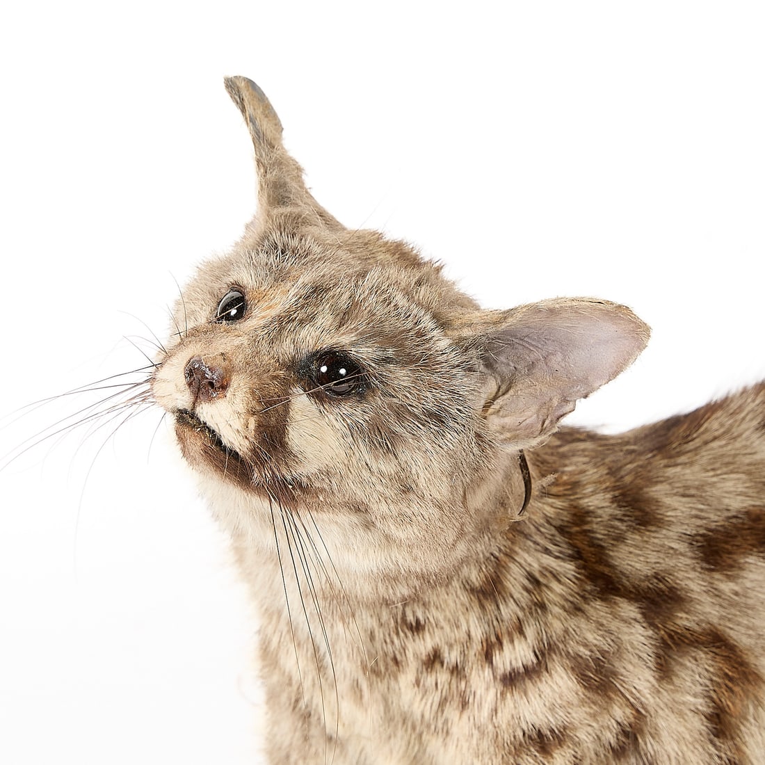 Genet Full-Body Habitat Mount - 2