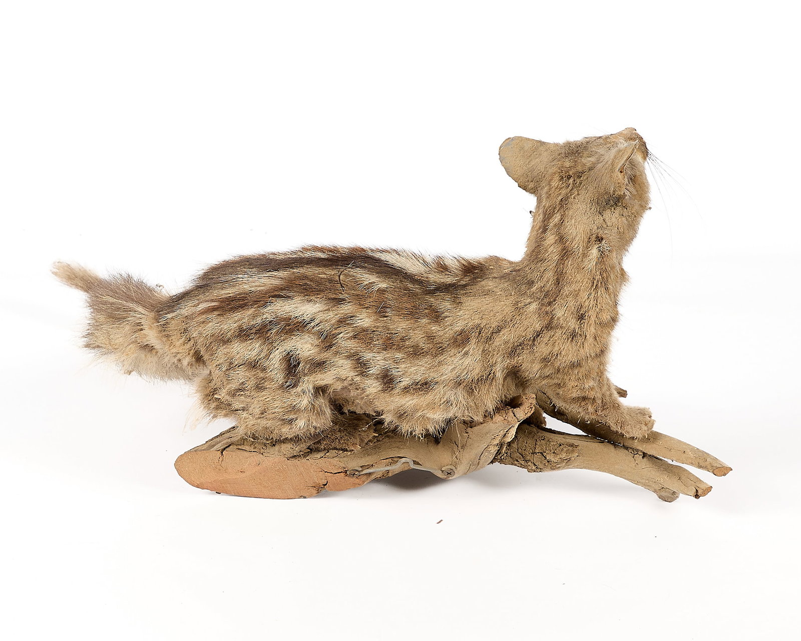 Genet Full-Body Habitat Mount - 3