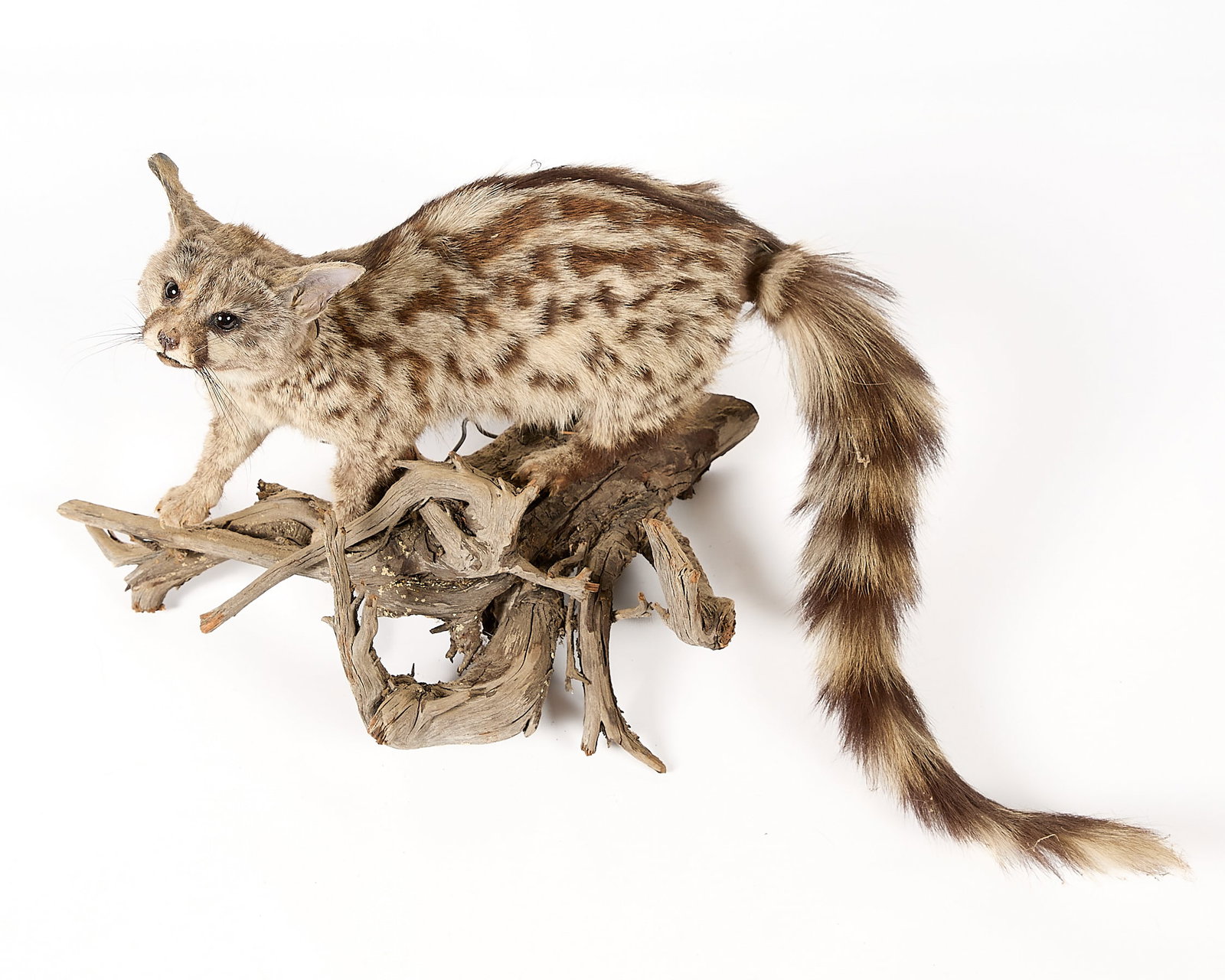 Genet Full-Body Habitat Mount - 4