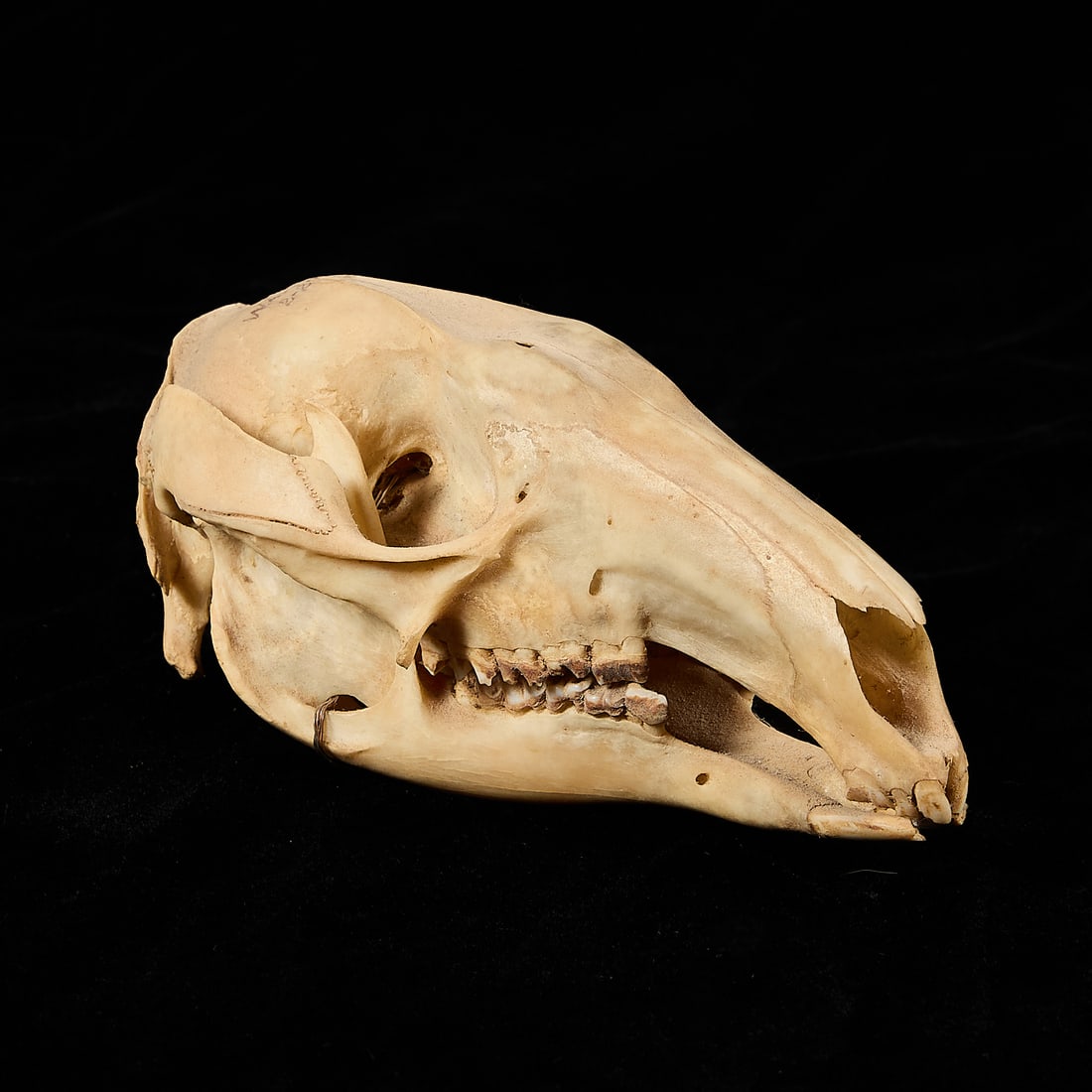 Wallaby Skull - 2