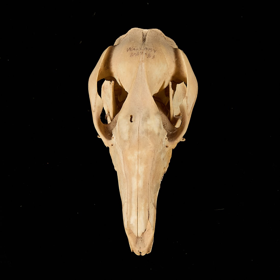 Wallaby Skull - 3