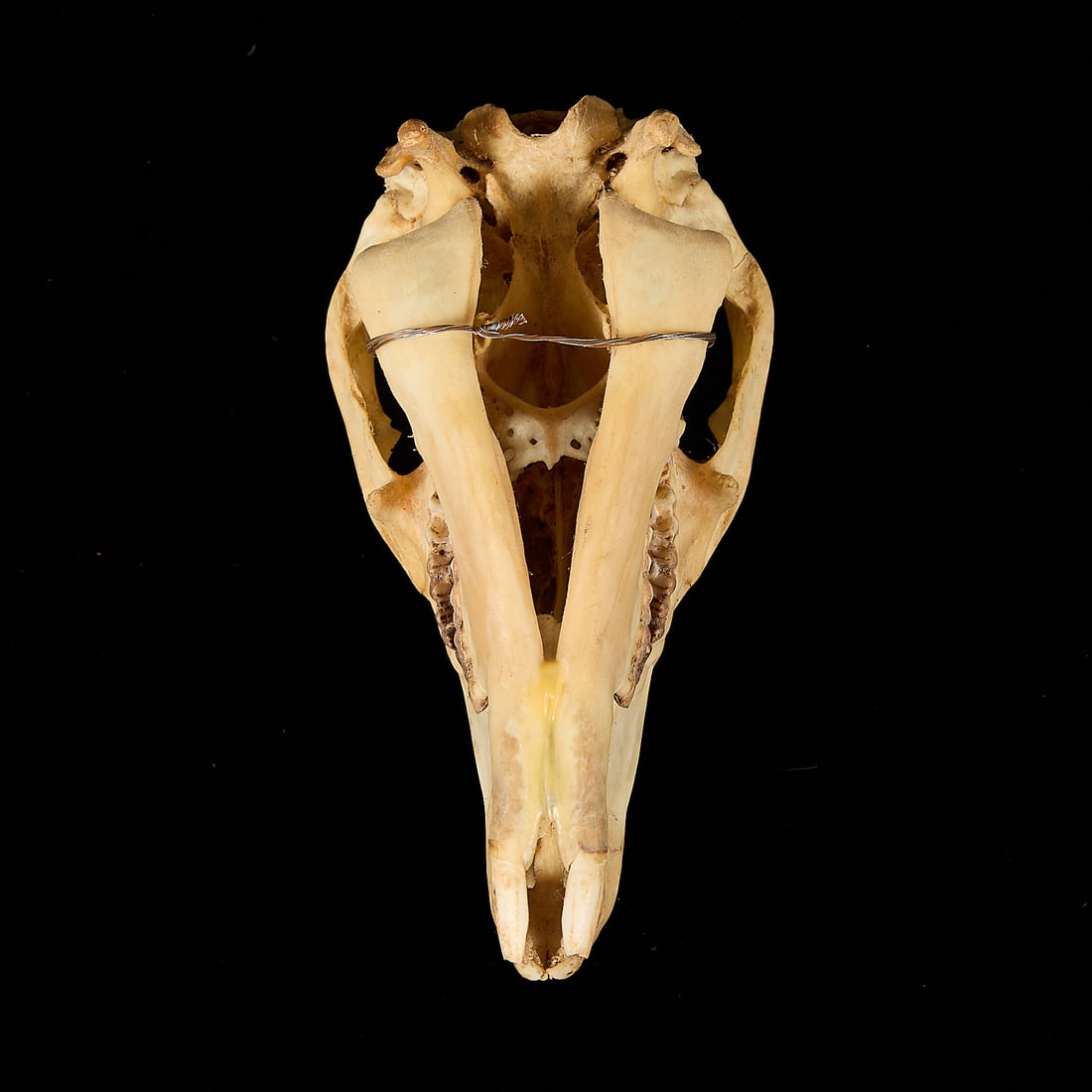 Wallaby Skull - 4