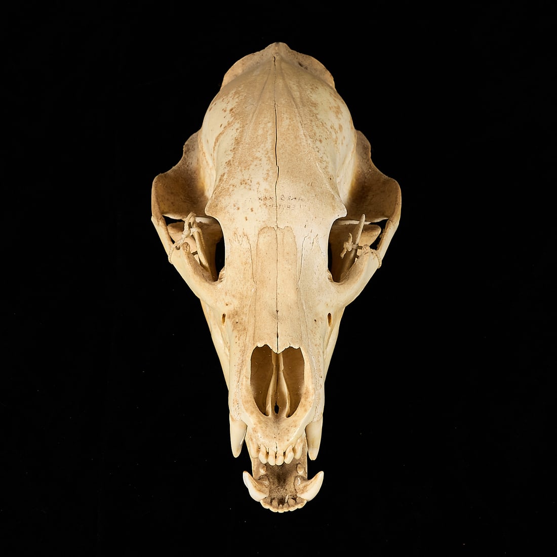 Black Bear Skull - 2