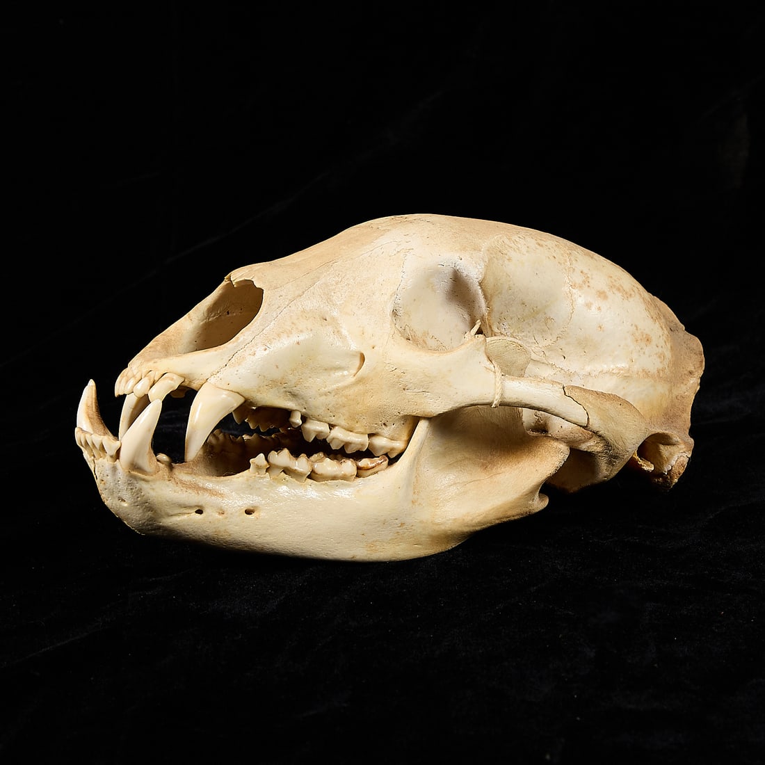 Black Bear Skull - 3