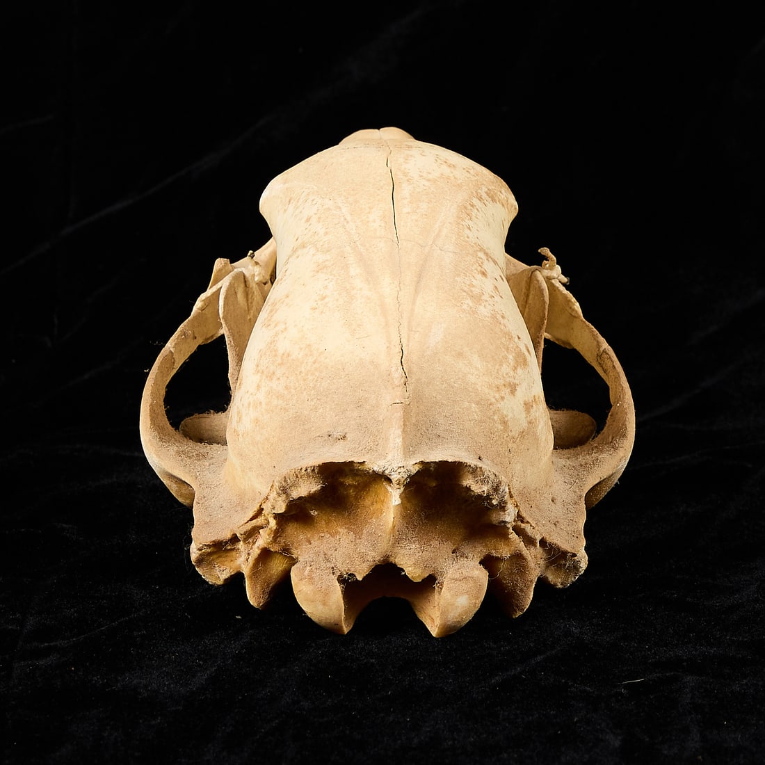 Black Bear Skull - 4