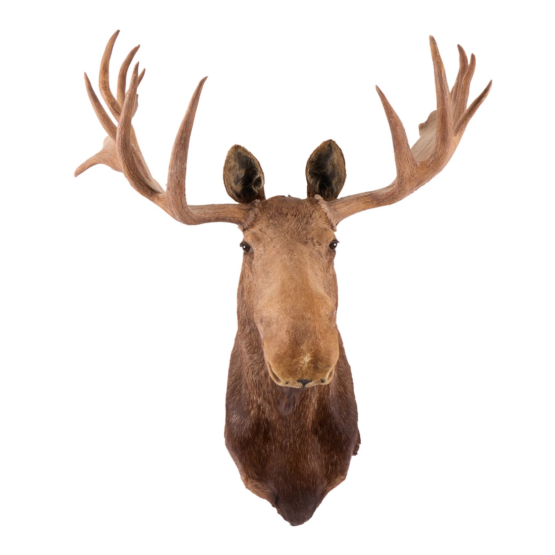 Shoulder-Mounted Taxidermy Moose - 2