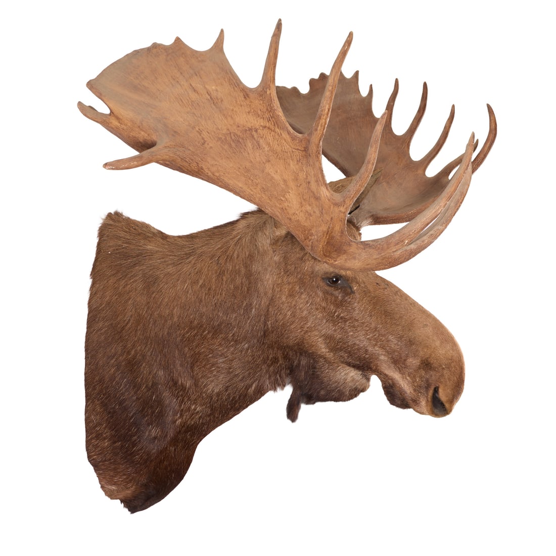Shoulder-Mounted Taxidermy Moose - 3