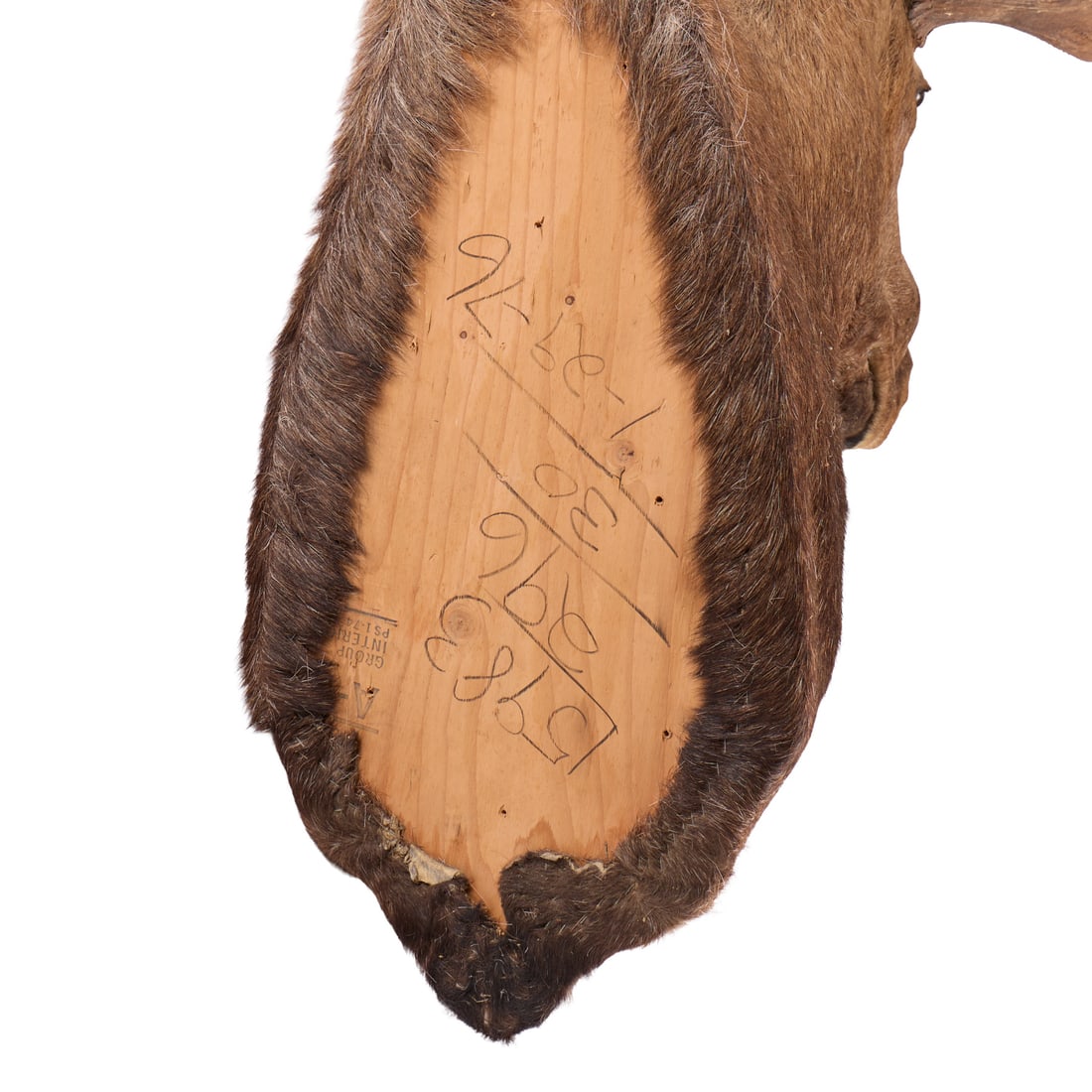 Shoulder-Mounted Taxidermy Moose - 4