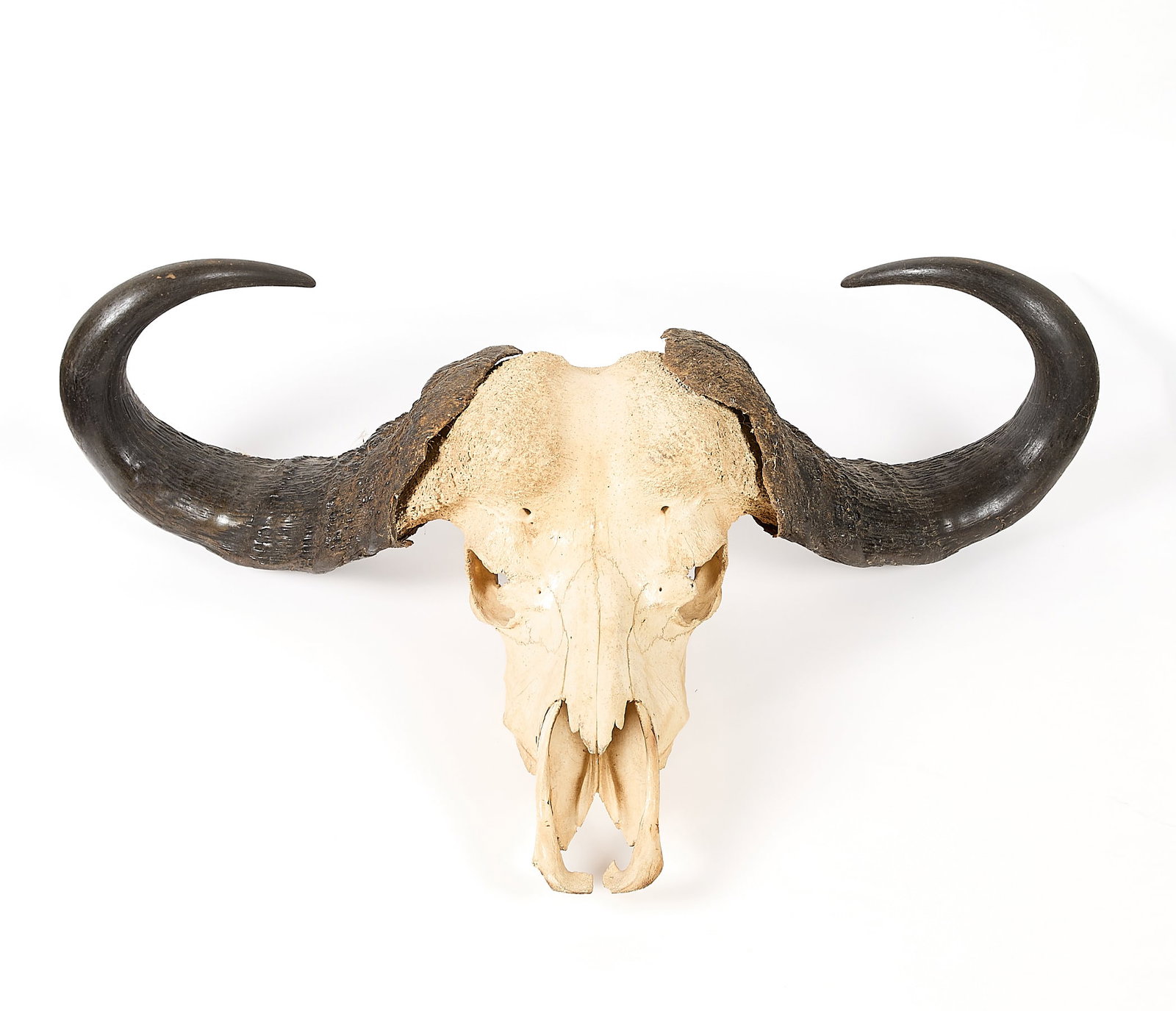 African Cape Buffalo Skull: African cape buffalo skull with horns. (Overall) Height: 18 in x width: 39 in x depth: 21 in. (Horns, each) Length: Approx. 33 in.