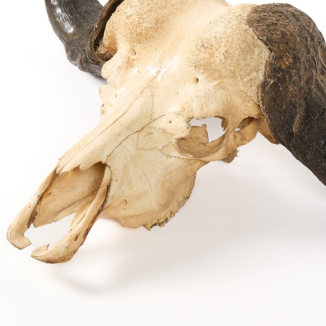 African Cape Buffalo Skull - 2