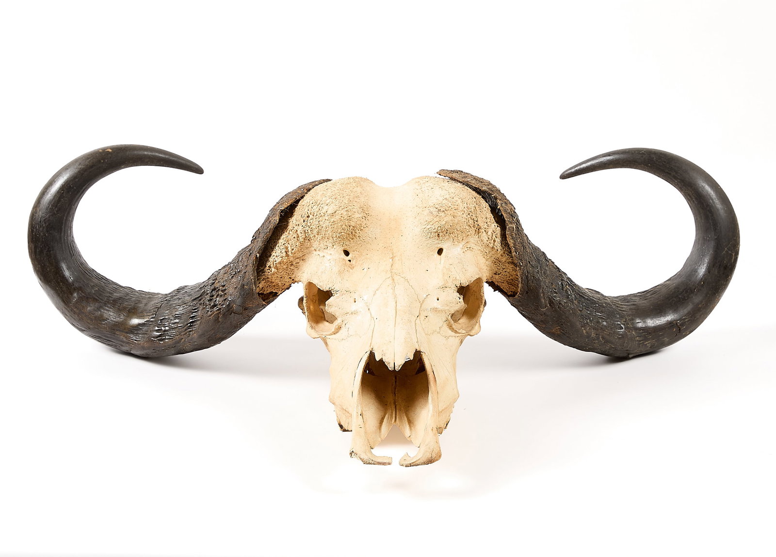 African Cape Buffalo Skull - 3