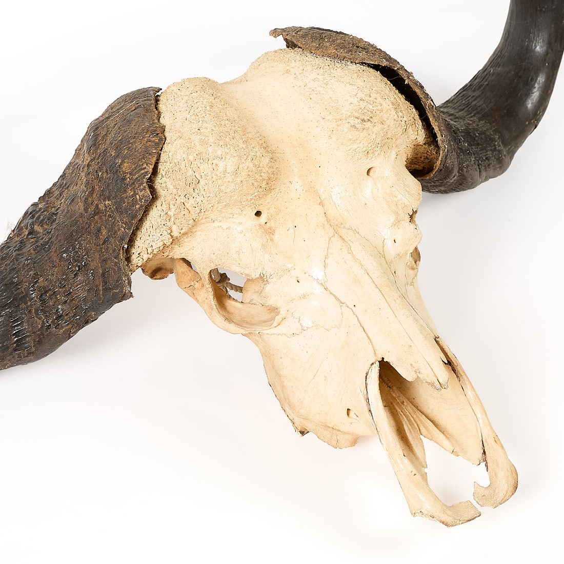 African Cape Buffalo Skull - 4