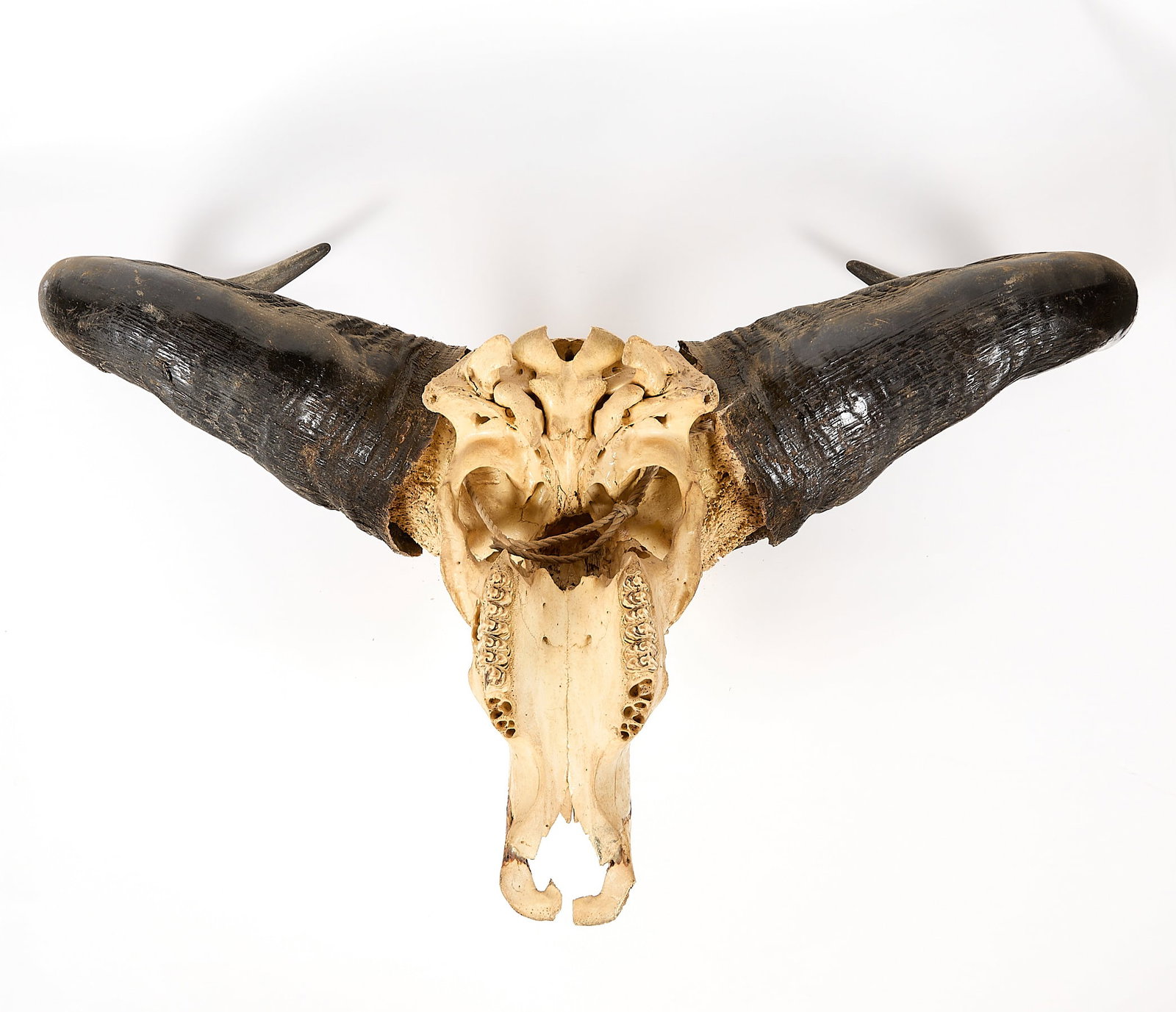 African Cape Buffalo Skull - 5