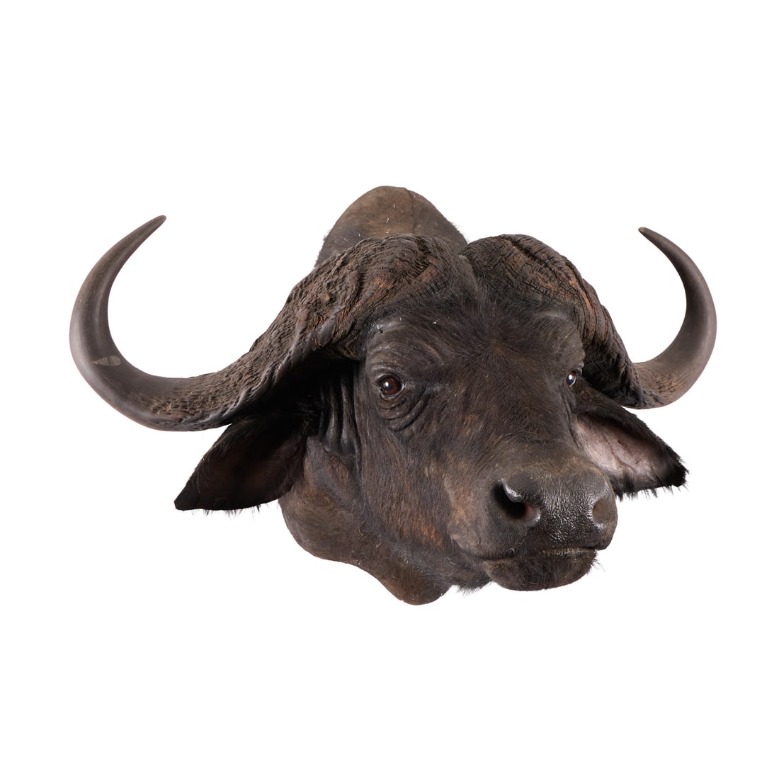 Shoulder-Mount Cape Buffalo - 2
