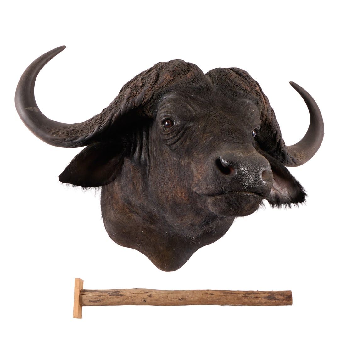 Shoulder-Mount Cape Buffalo - 3