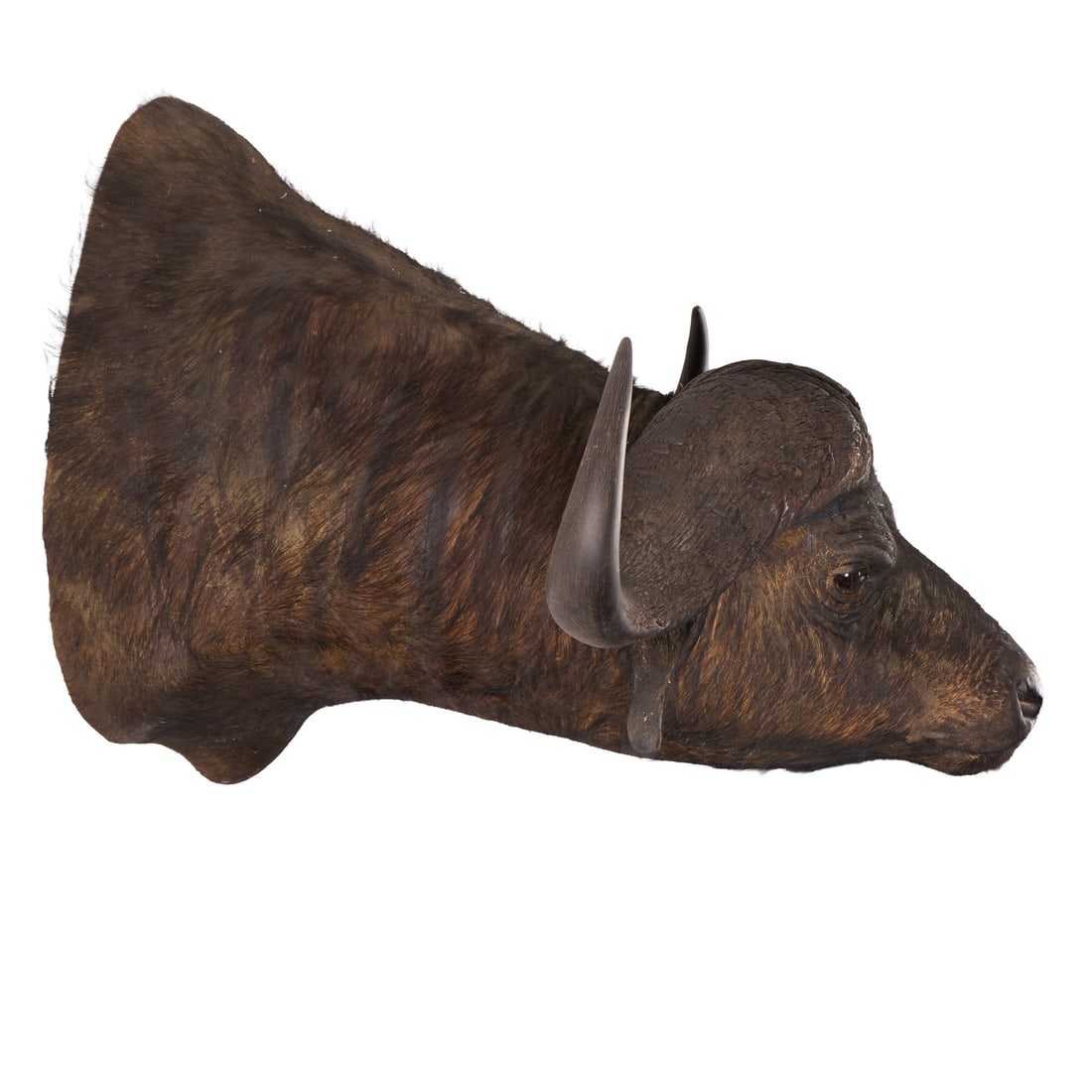 Shoulder-Mount Cape Buffalo - 4