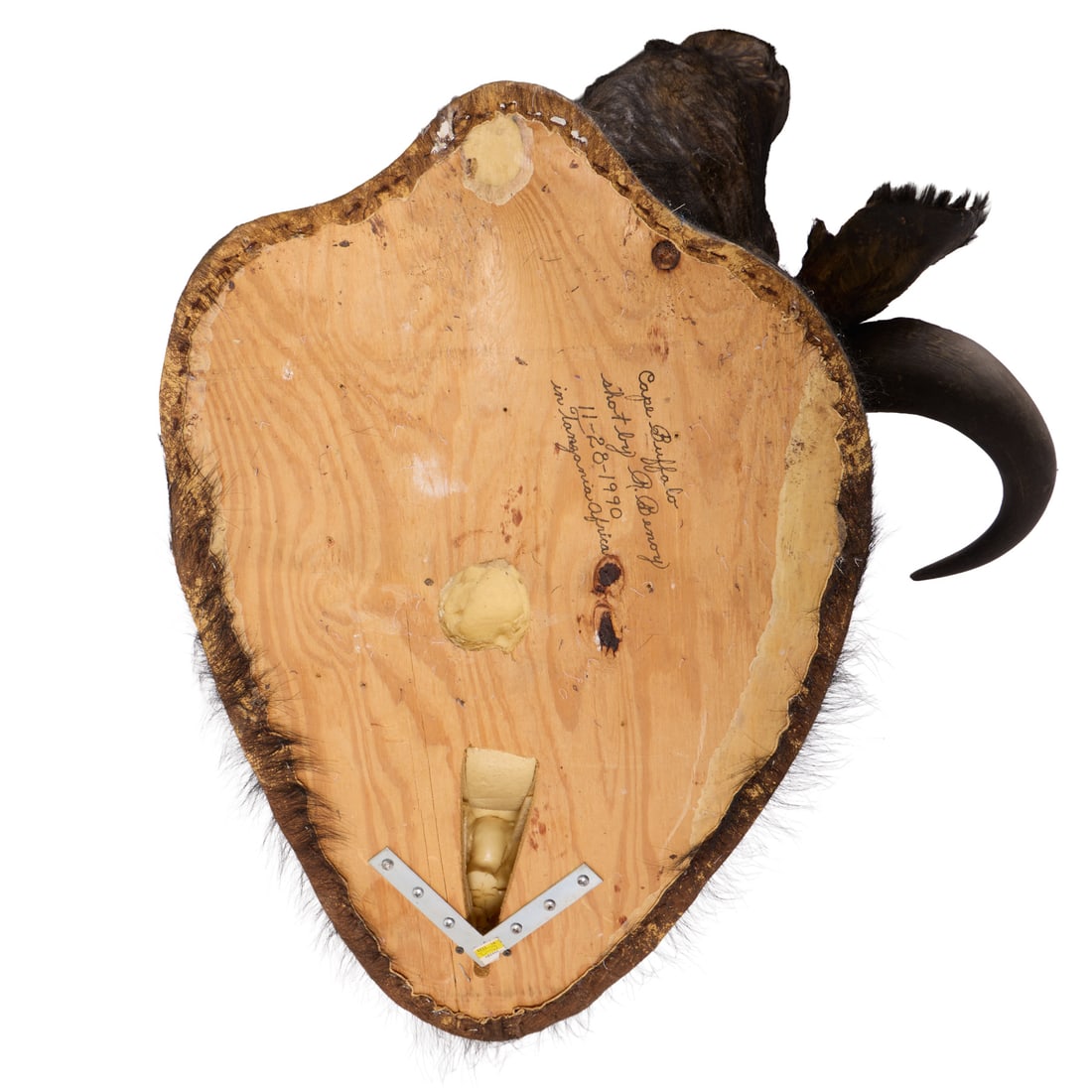 Shoulder-Mount Cape Buffalo - 5