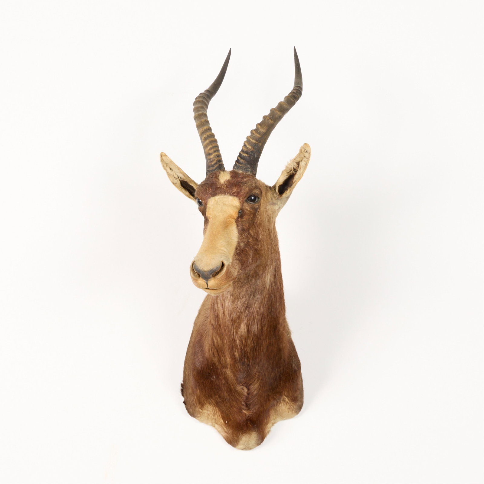 Blesbok Shoulder Mount Taxidermy Poss. Record Book (1 of 4)
