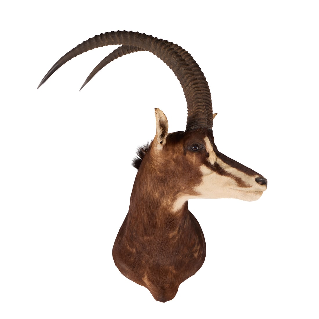 Sable Antelope Taxidermy Shoulder Mount (1 of 5)
