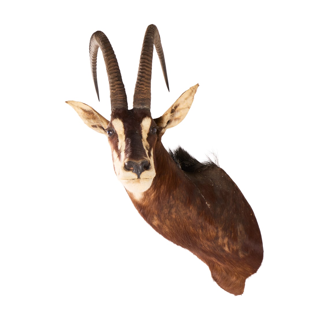 Sable Antelope Taxidermy Shoulder Mount - 2