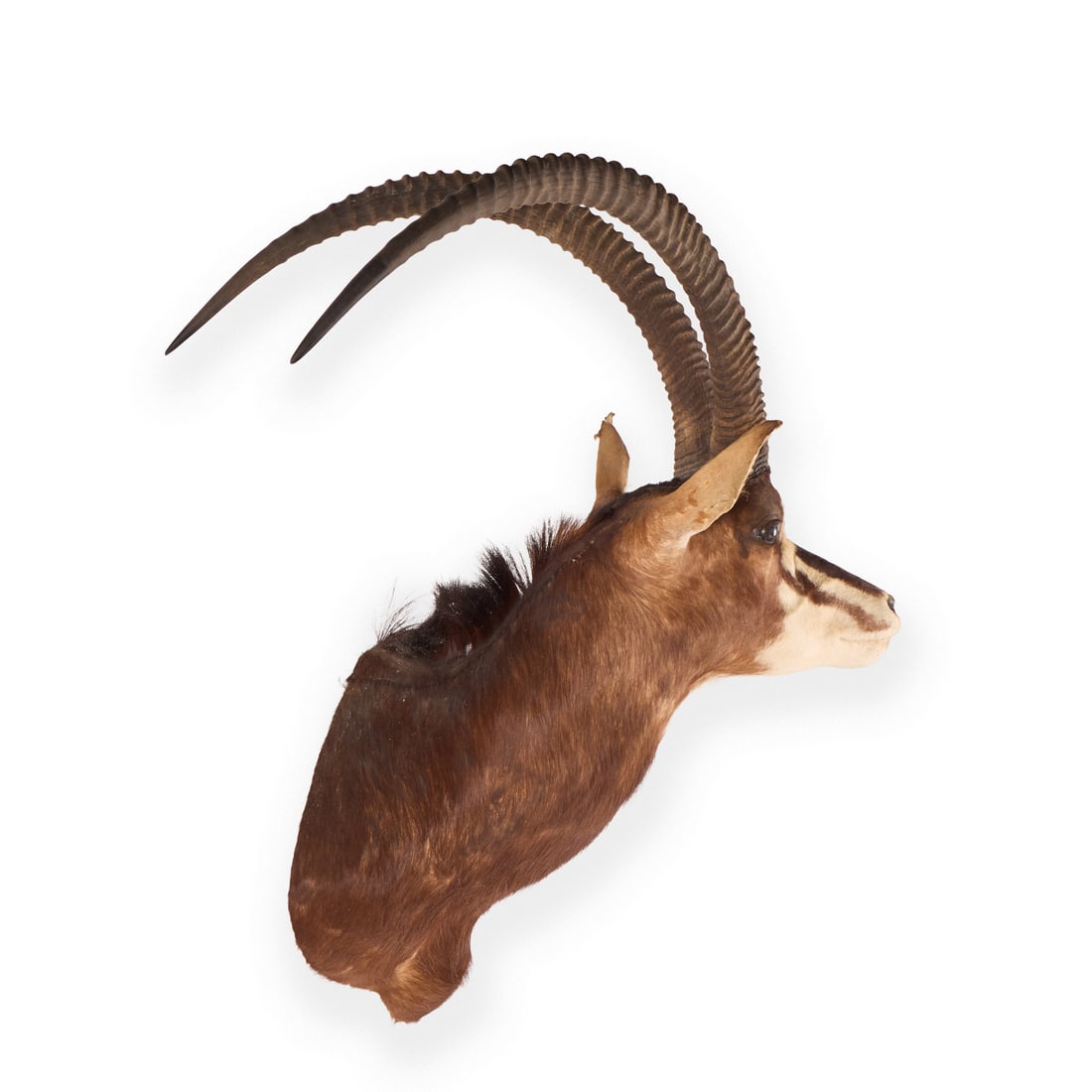 Sable Antelope Taxidermy Shoulder Mount - 3