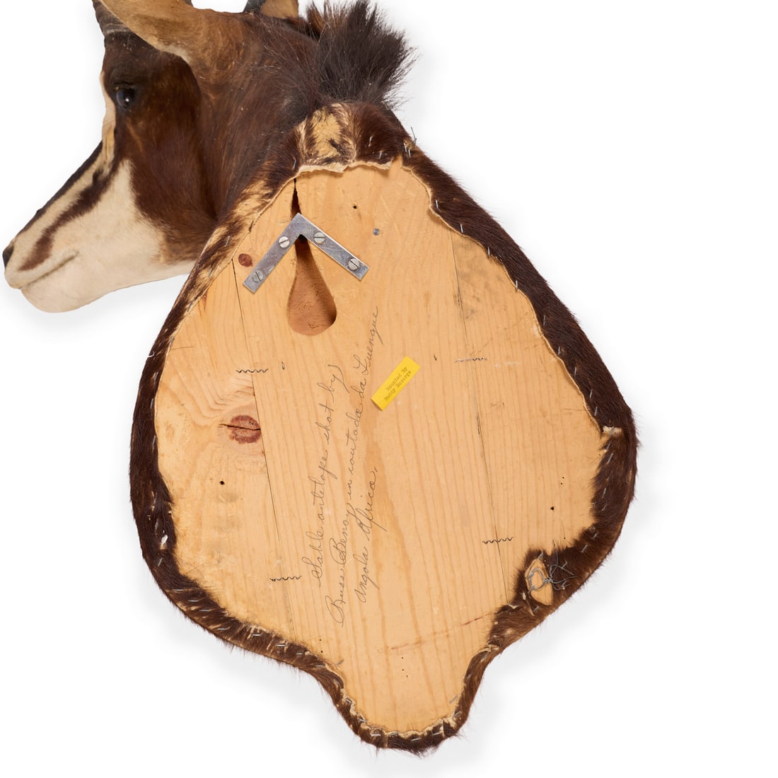 Sable Antelope Taxidermy Shoulder Mount - 5