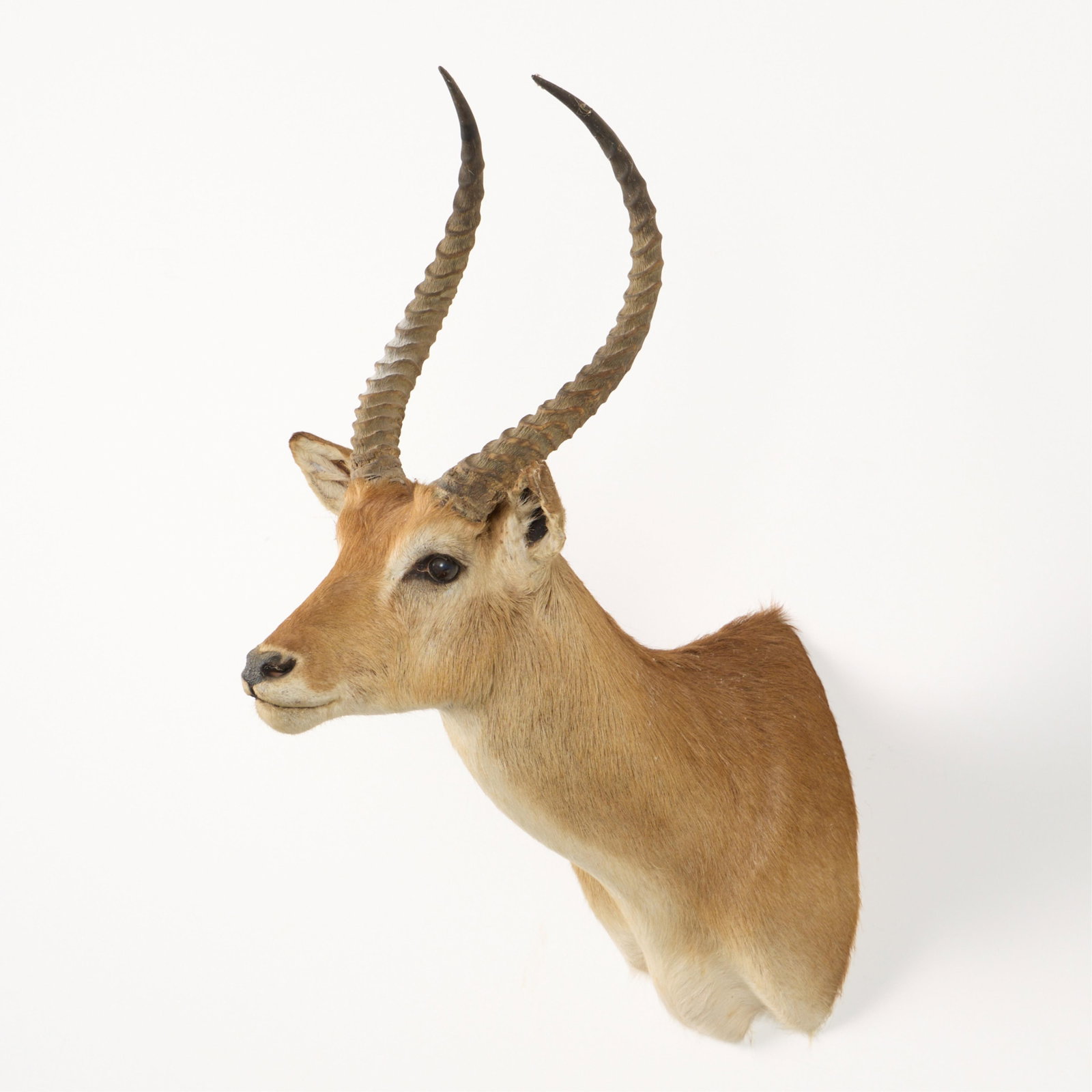Red Lechwe Shoulder Mount Taxidermy (1 of 4)