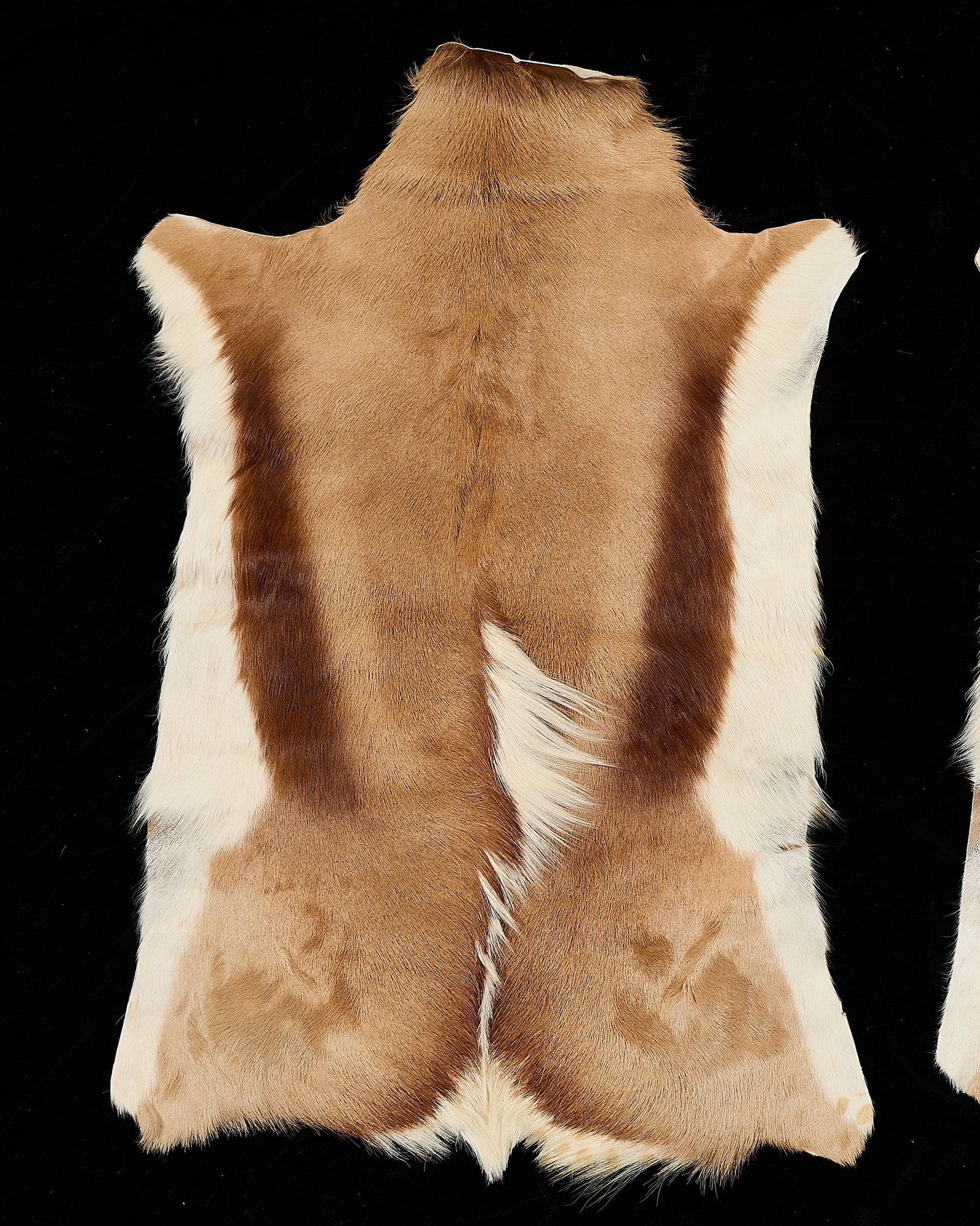 2 Springbok Antelope Pelts - 2