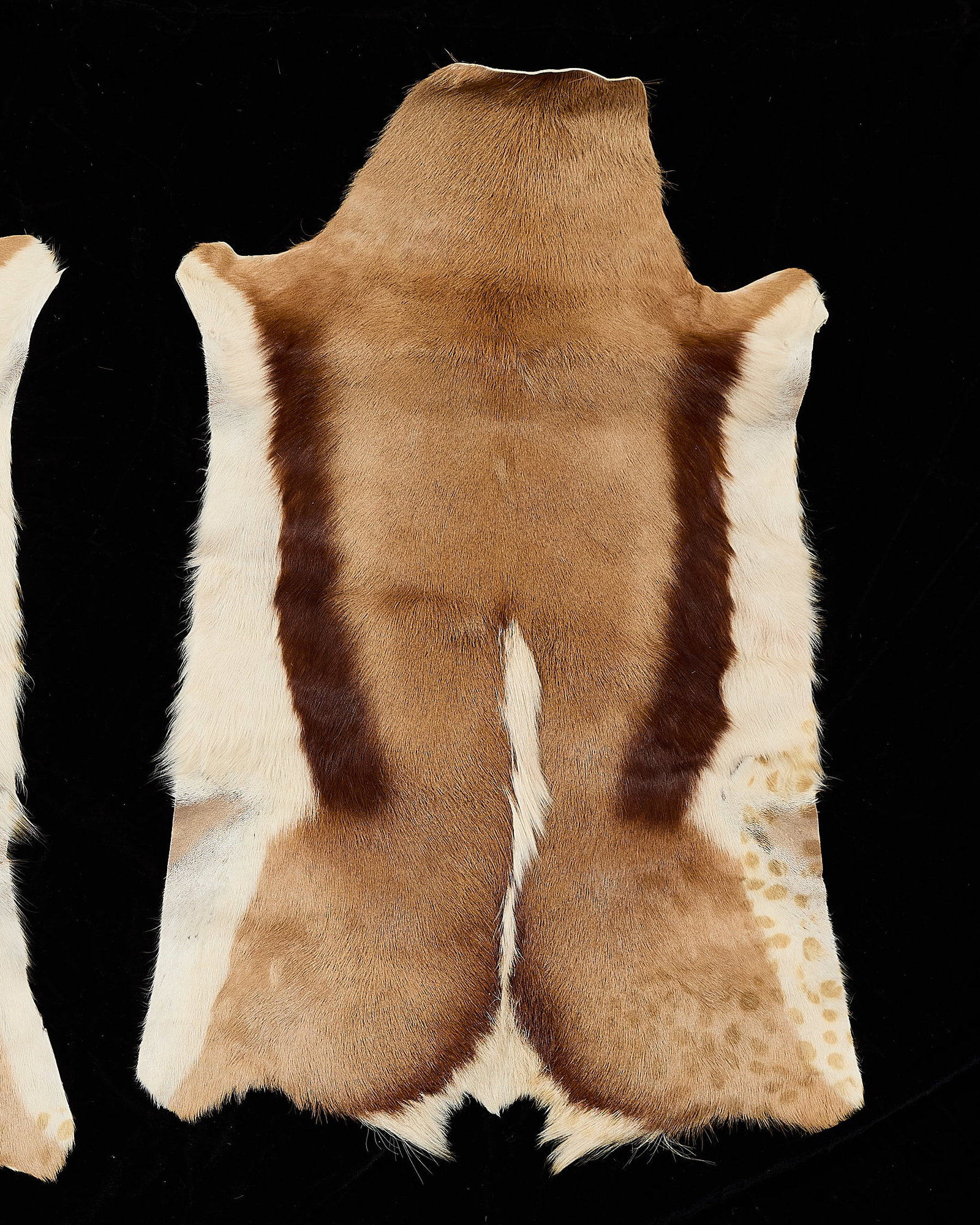 2 Springbok Antelope Pelts - 3