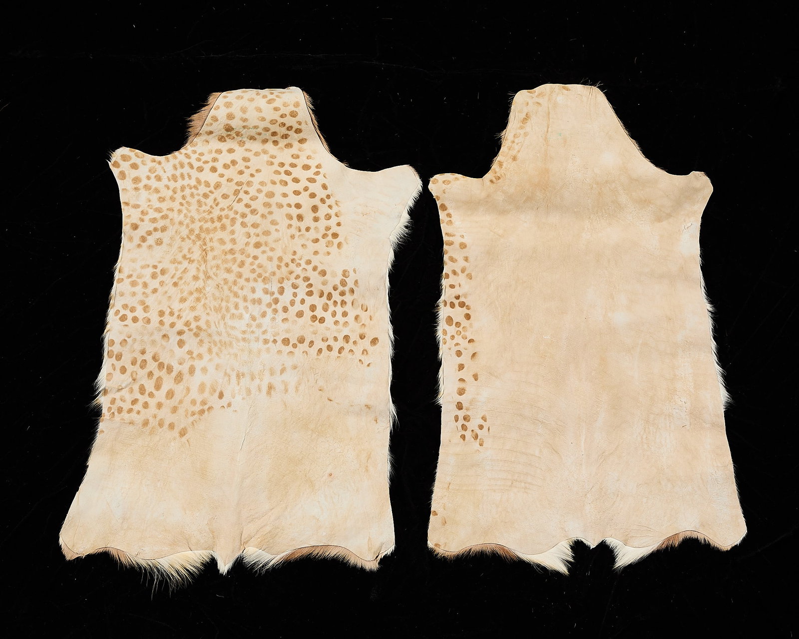 2 Springbok Antelope Pelts - 4