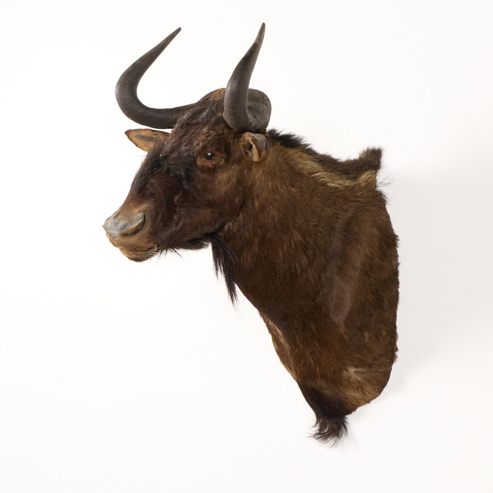 Black Wildebeest Taxidermy Shoulder Mount (1 of 3)