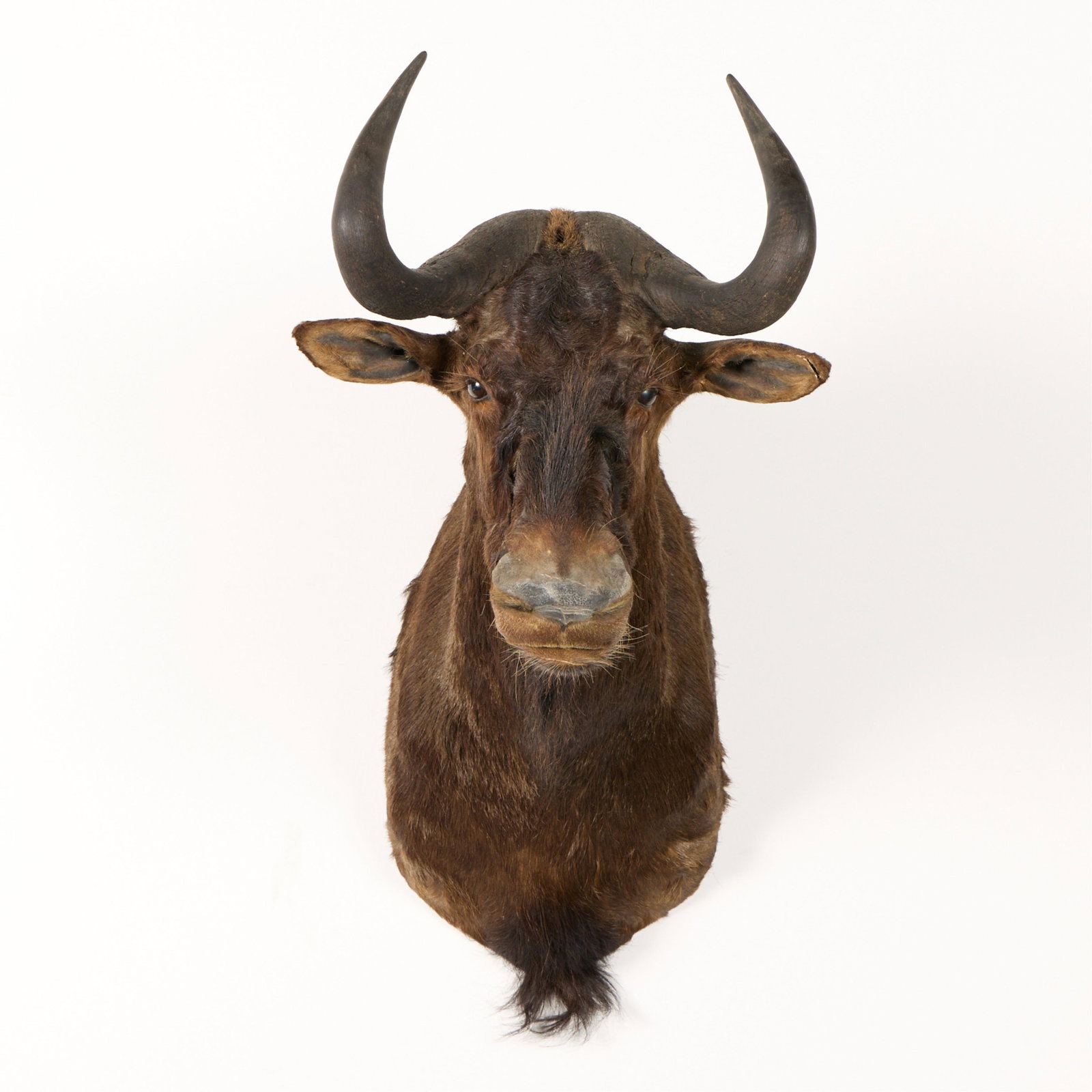 Black Wildebeest Taxidermy Shoulder Mount - 2