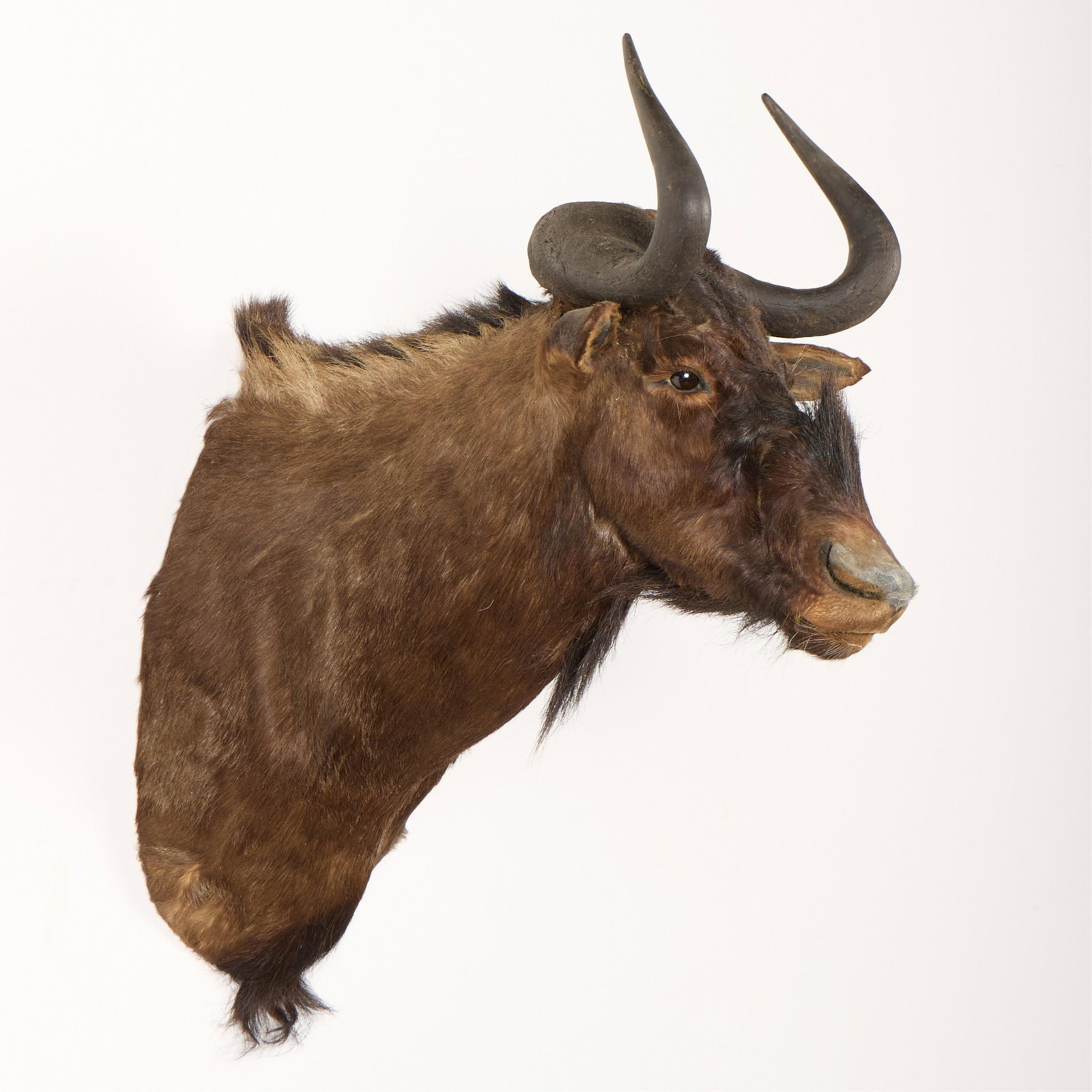 Black Wildebeest Taxidermy Shoulder Mount - 3