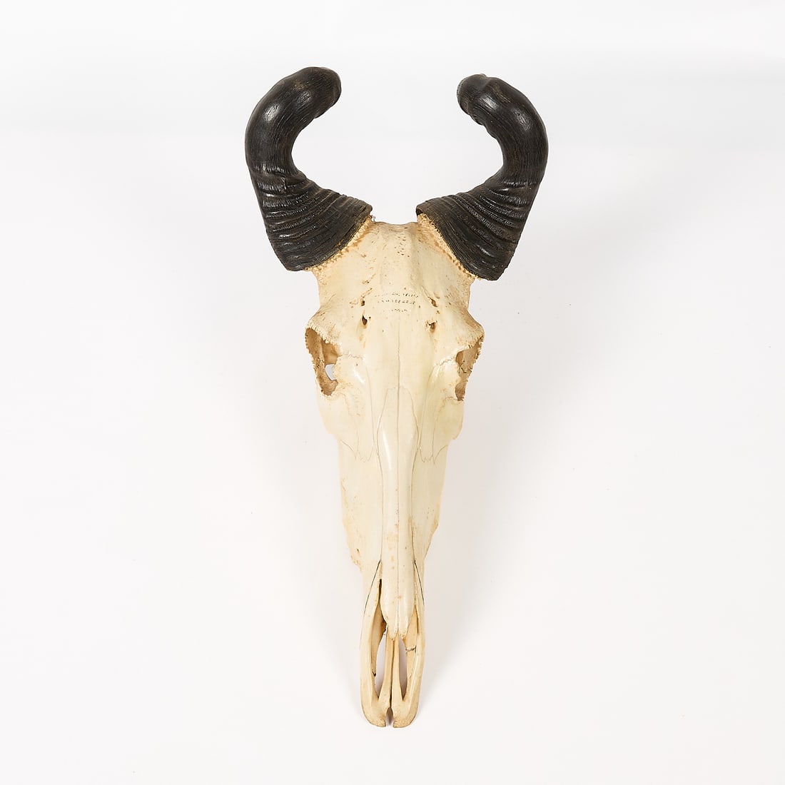 Hartebeest Skull & Horns - 2