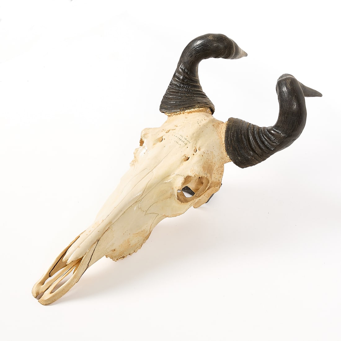 Hartebeest Skull & Horns - 3