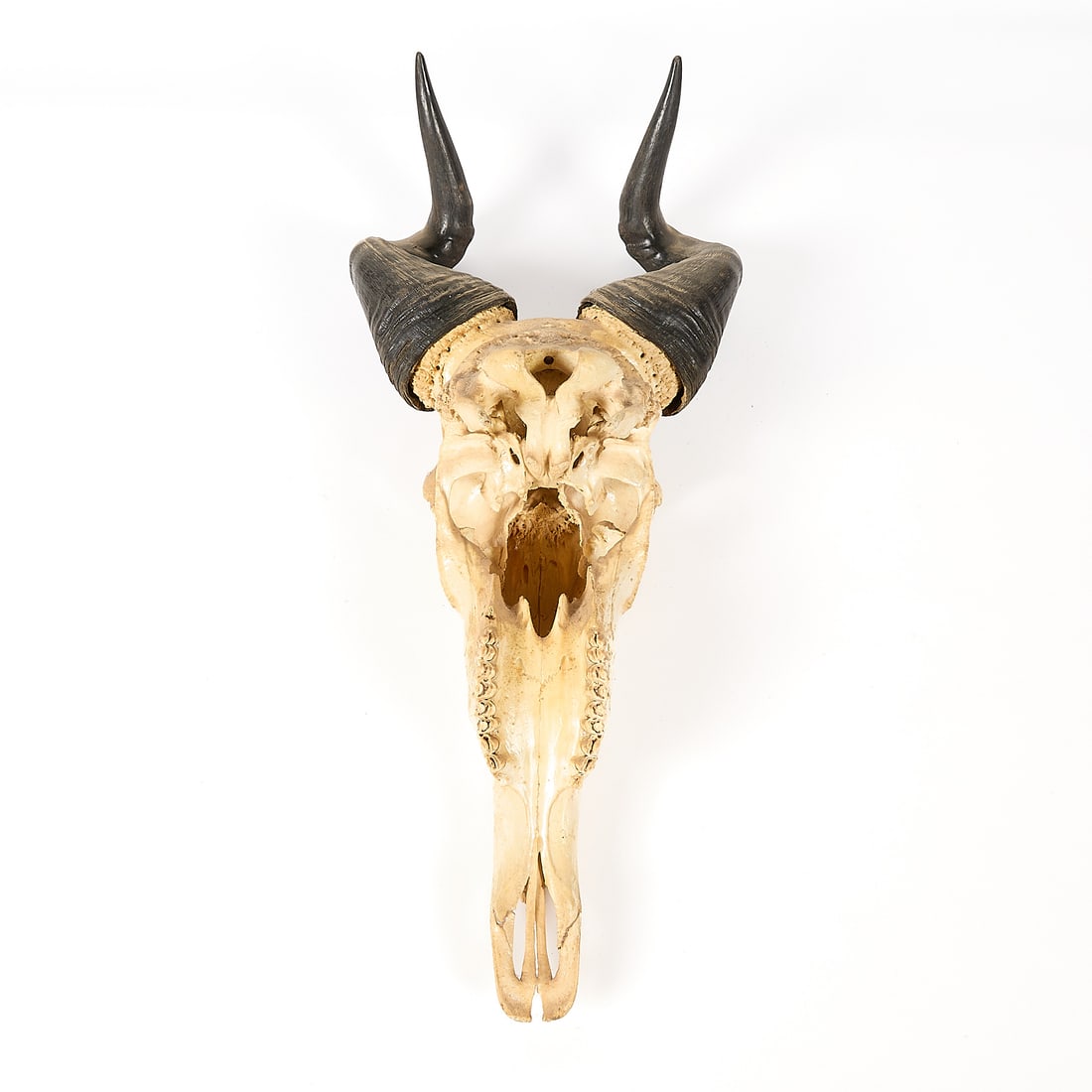 Hartebeest Skull & Horns - 4