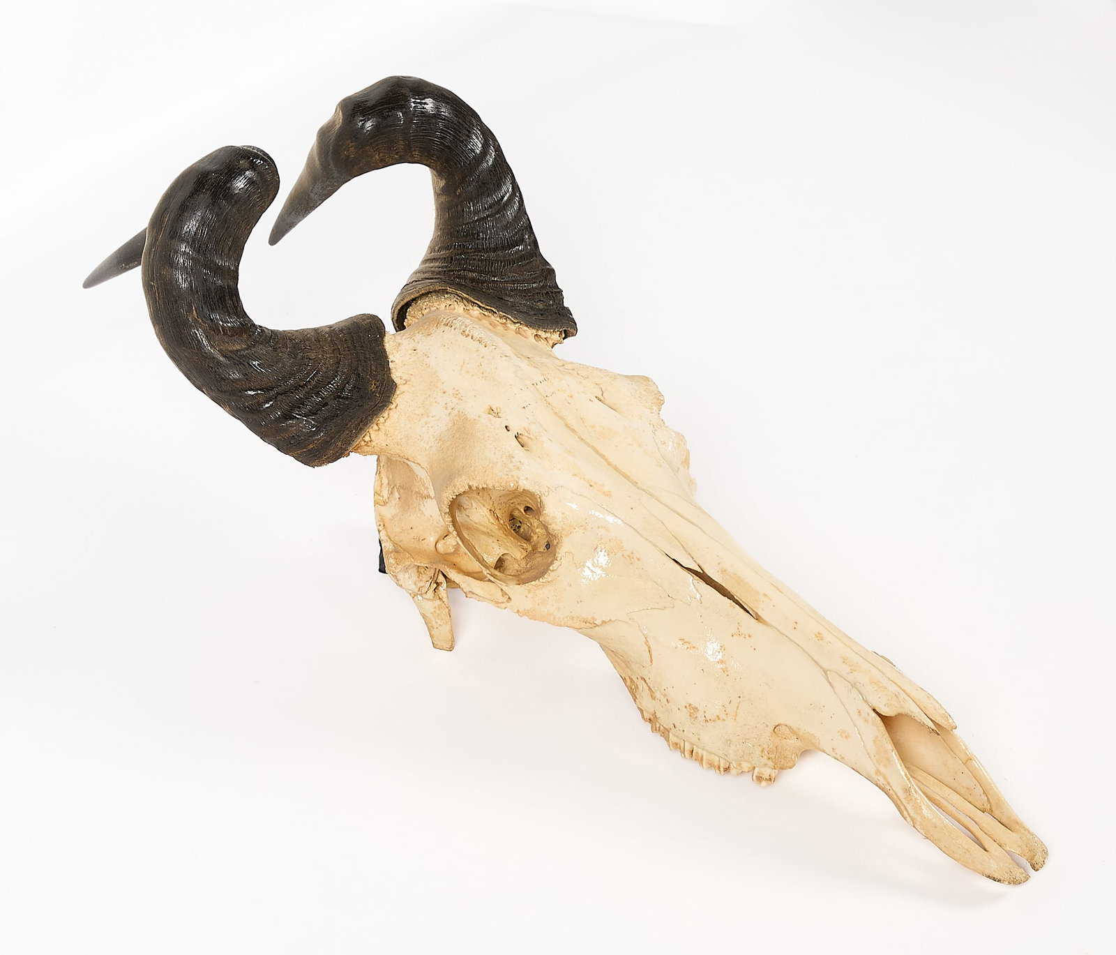 Hartebeest Skull & Horns: African Hartebeest skull and horns. No lower jawbone. (Overall) Height: 27 in x width: 12 in x depth: 8 in. (Horns, each) Length: Approx. 16 1/2 in.